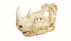 Rhino Skull 18x11x12 - Jurassic Jungle