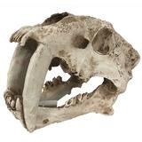 Sabre Tooth Skull