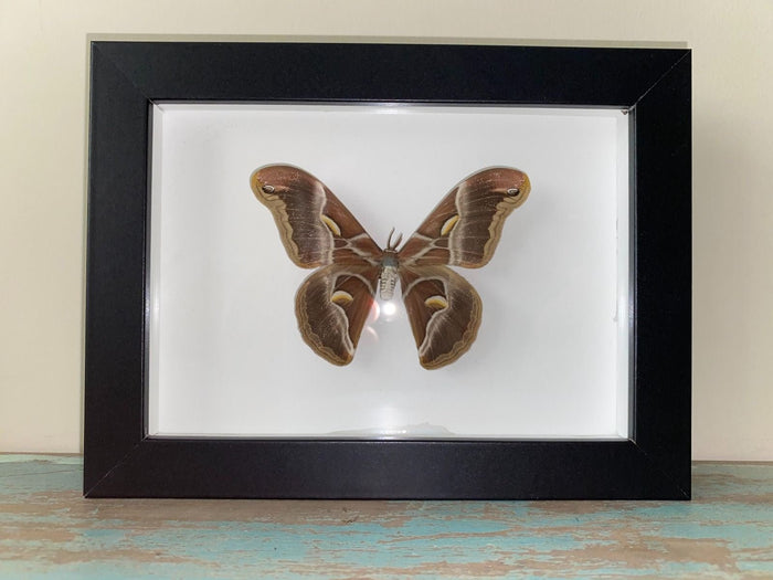 Samia canningi Moth in a Black Frame