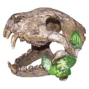 Skull With Big Canines - Large - Jurassic Jungle