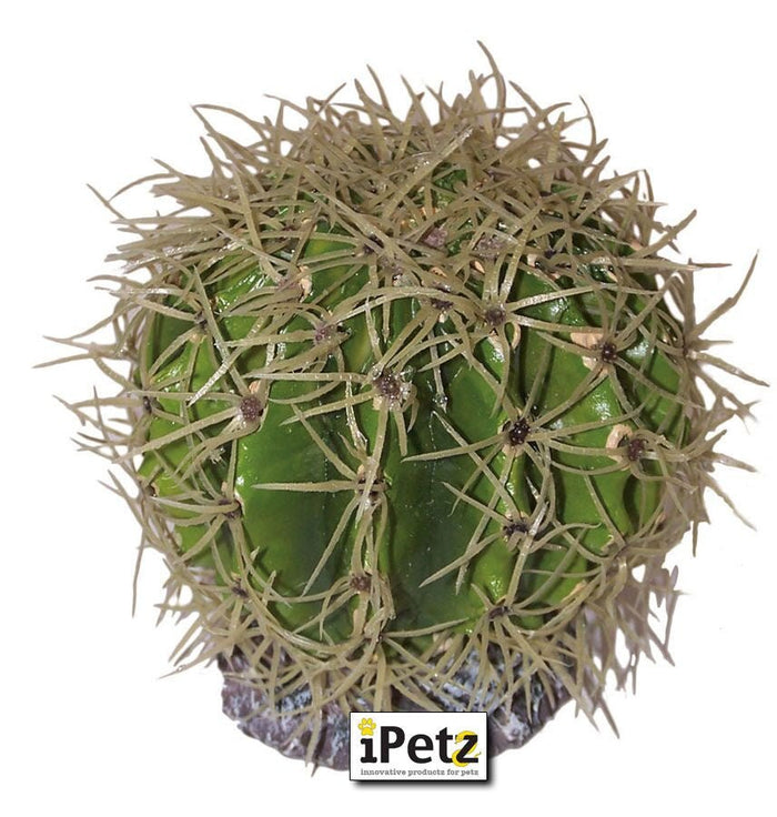 Spikey Ball Cactus