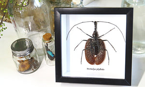 Taxidermied Beetle - Mormolyce phyllodes - Jurassic Jungle