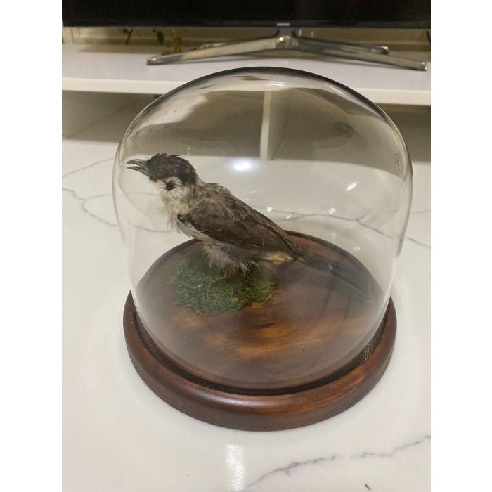 Taxidermied Bird - Taxidermied Bee-Eater Bird in a Dome