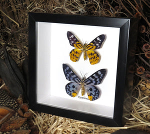 Taxidermied Butterflies - 2 Dysphania sp. Butterflies in frame - Jurassic Jungle
