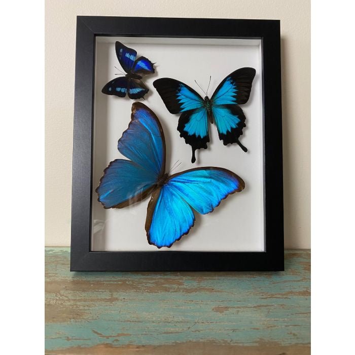 Taxidermied Butterflies - Swirl of Butterfly Delight - Jurassic Jungle
