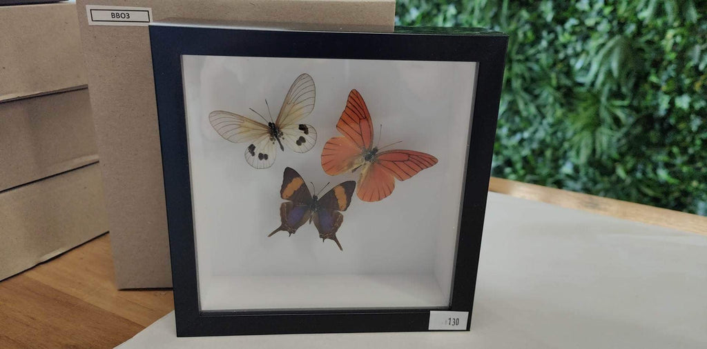 Taxidermied Butterflies - Trio of Butterflies - Jurassic Jungle