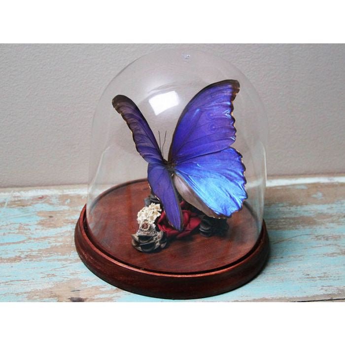 Taxidermied Butterfly - Morpho didius Blue Morpho Butterfly Dome - Jurassic Jungle