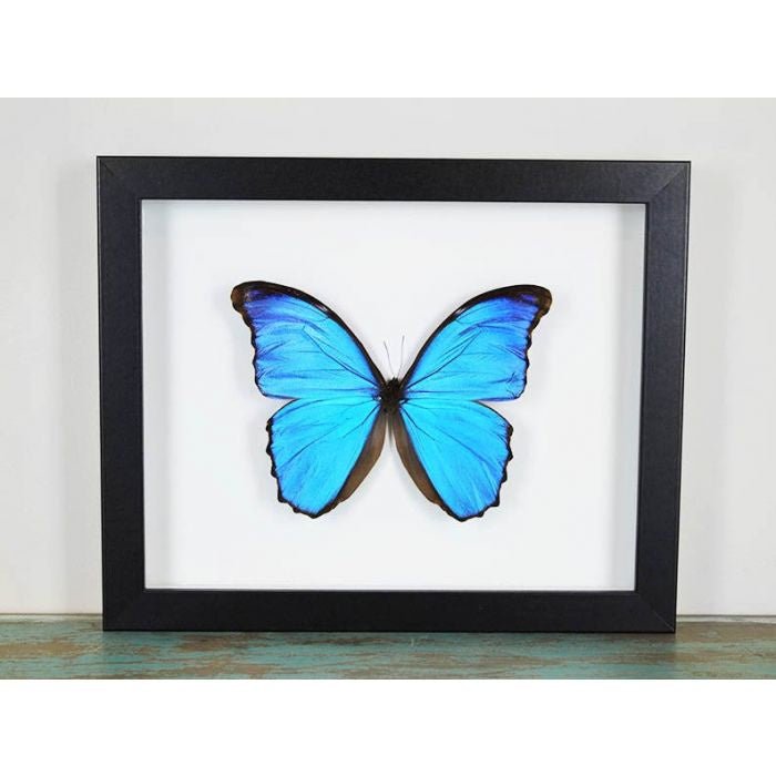 Taxidermied Butterfly - Morpho didius Butterfly in a Frame - Jurassic Jungle