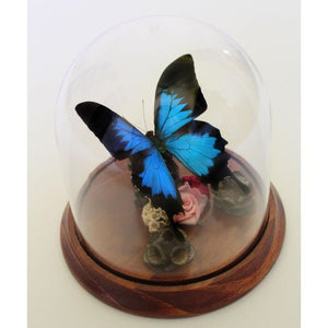 Taxidermied Butterfly - Papilio ulysses Dunk Island Butterfly in a Decorative Dome - Jurassic Jungle