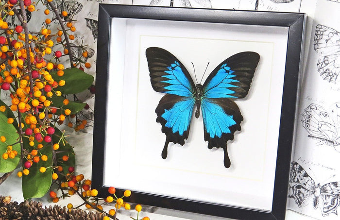 Taxidermied Butterfly - Papilio ulysses matt