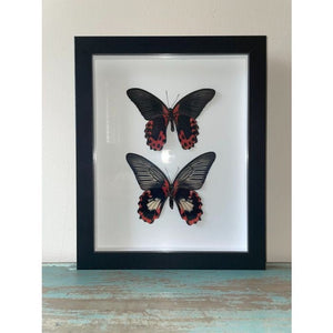 Taxidermied Butterfly - Scarlet Mormon Papilio rumanzovia Pair in a Black Frame - Jurassic Jungle