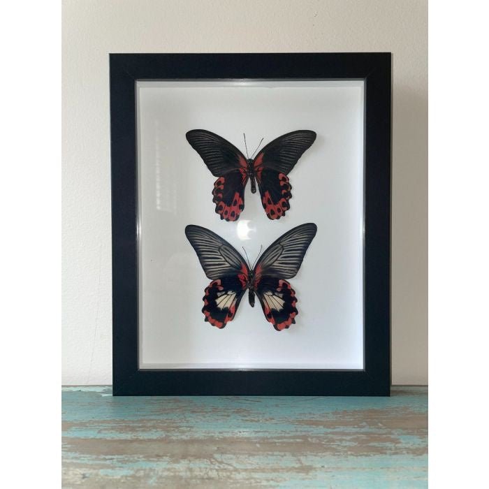 Taxidermied Butterfly - Scarlet Mormon Papilio rumanzovia Pair in a Black Frame