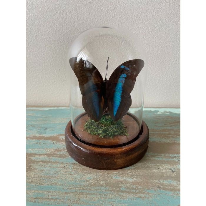 Taxidermied Butterly - Prepona Butterfly in a Dome