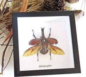 Taxidermied Insect - Xylotrupes gideon - Jurassic Jungle