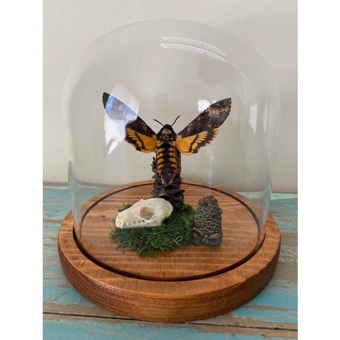 Taxidermied Moth - Acherontia Atropos Death Head Moth in a Dome - Jurassic Jungle
