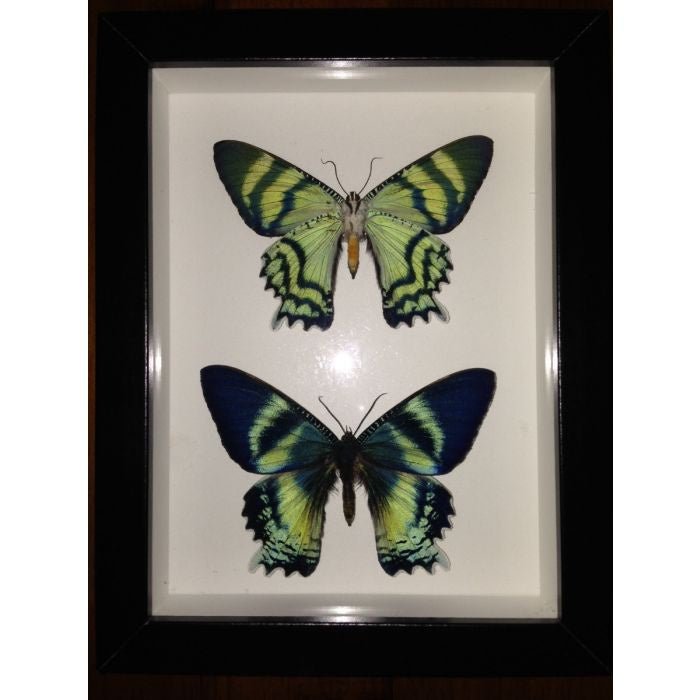 Taxidermied Moths - Alcides odontes, Pair of Zodiac Moths in a Frame - Jurassic Jungle