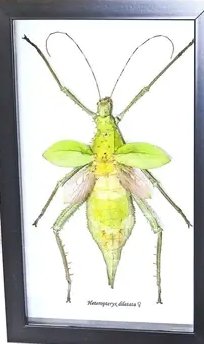 Taxidermied Nymph - Heteropteryx dilatata female in frame - Jurassic Jungle