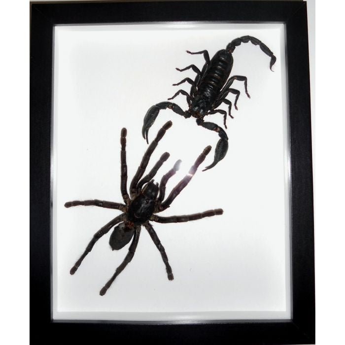 Taxidermied Spider and Scorpion - Avicularia avicularia Spider vs Scorpion in a Frame
