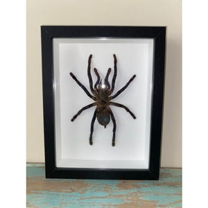 Taxidermied Spider - Haplomia minax Tarantula in a Black Frame - Jurassic Jungle