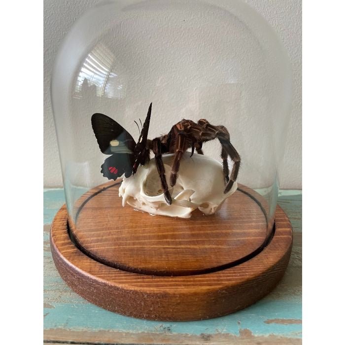 Taxidermied Spider - Tarantula attacking a Cat Skull with a Butterfly