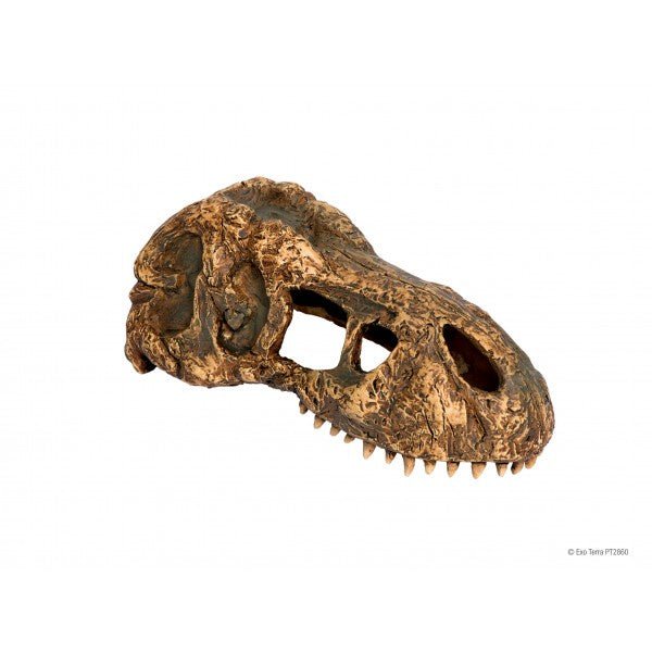 Trex Skull Small - Jurassic Jungle