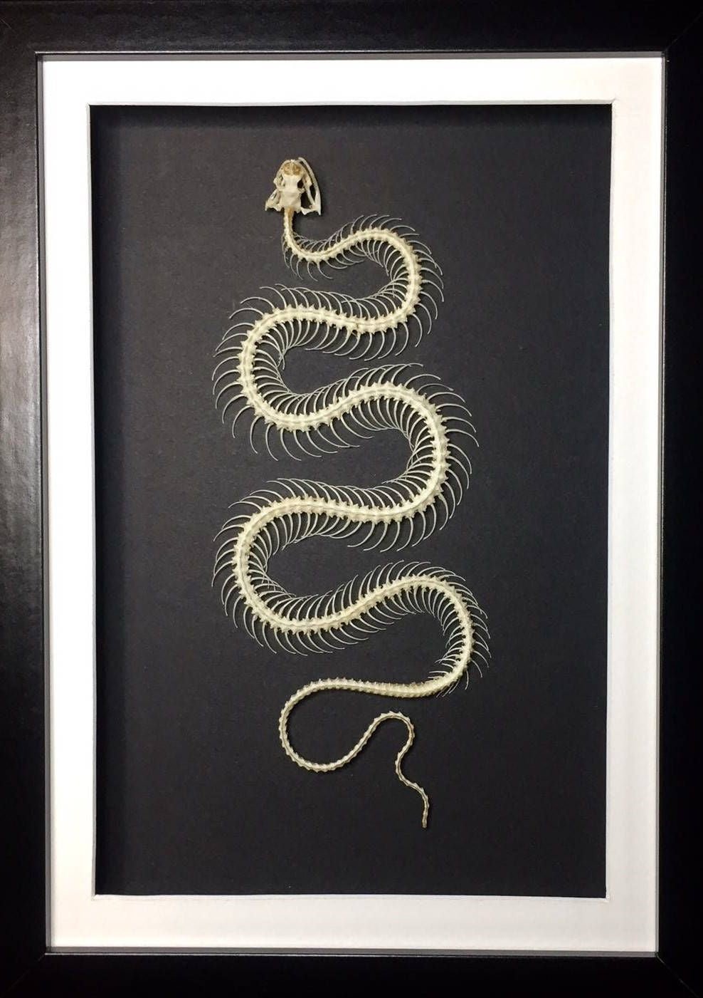 White Lipped Viper, Trimeresurus albolabris Snake Skeleton in a Frame - Jurassic Jungle