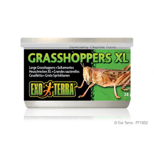 Wild Grasshoppers XL 34gm 1.2 oz - Jurassic Jungle