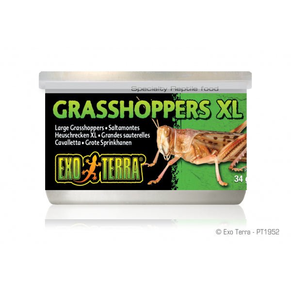 Wild Grasshoppers XL 34gm 1.2 oz