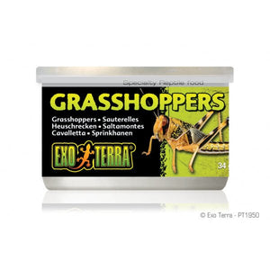 Wild Male Grasshoppers Small 34gm 1.2 oz - Jurassic Jungle