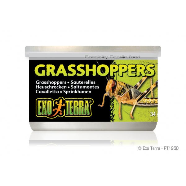 Wild Male Grasshoppers Small 34gm 1.2 oz