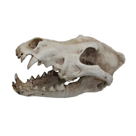 Wolf Skull